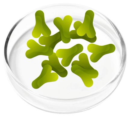 FemiCore Ingredients
