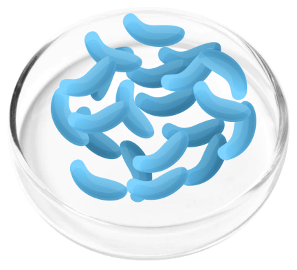 FemiCore Ingredients