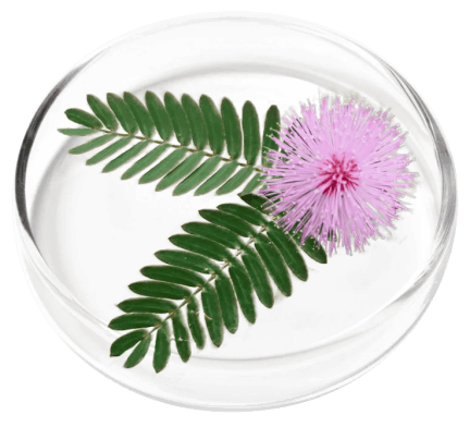 FemiCore Ingredients
